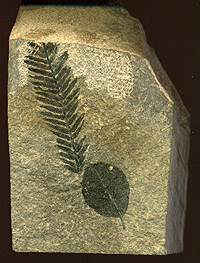Sequoia fossil