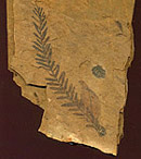 Sequoia leaf