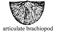 Articulate brachiopod