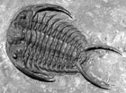 Ceraurus trilobite fossil