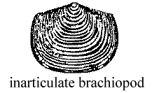 Inarticulate brachiopod