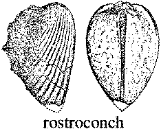 Rostroconch
