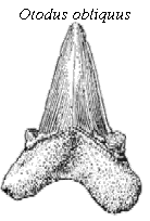 Tooth 1