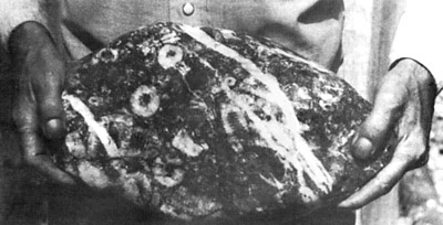 Crinoid boulder