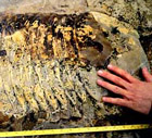 Giant trilobite from Manitoba