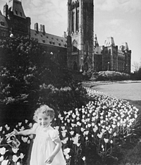 Photo : Young Margaret Sinclair in tulip bed near Parliament Hill, May 1952.