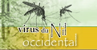 Virus du Nil occidental