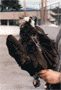 Atlas Maps Movements of Banded Birds