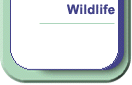 Wildlife