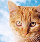 Columbia: Killing kitties for cash