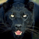 What would this panther look like as a half-human?