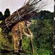burden-small.jpg