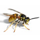 waspfactory-small.jpg