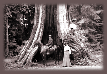 The Hollow  Tree in Stanley Park, Vancouver, B.C.