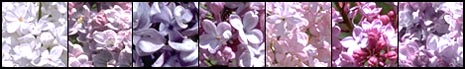 Images showing the differences in the color of lilacs