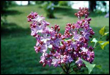 'Esther Staley' Lilac