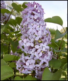 'Marlyensis' Lilac