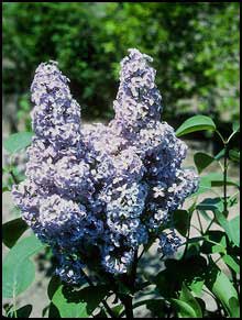 'Marlyensis Lilac'