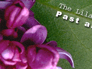 The Lilac Story: Past and Present