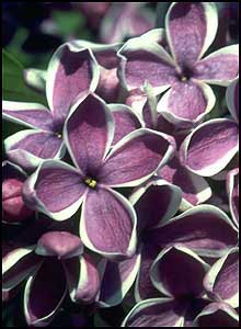 'Sensation Lilac'