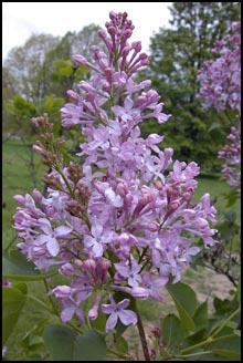 'Serene Lilac'