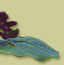 Lilac Image: leaf