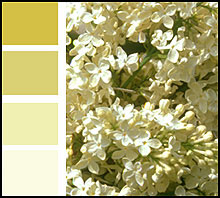 Image showing the colour range of yellow lilacs