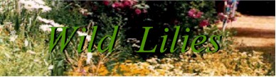 Carr House Garden Tour--Wild Lilies title bar