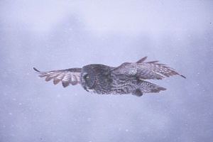 Owl flashes through the air, photo courtesy of Steffon McGregor - (705) 785-3095