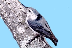 Nuthatch, photo courtesy of Wings on the Web