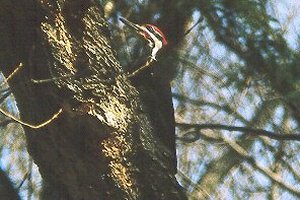 Woodpecker, photo courtesy of Gayle Trivers