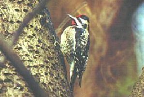 Yellow Bellied Sapsucker, photo courtesy of Wings on the Web