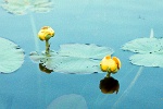 Yellow Pond Lily photo taken by Jim Kehoe