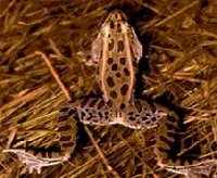 Leopard Frog, photo courtesy of Introduction to Amphibians