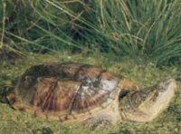 Snapping Turtle, photo courtesy of Ohio's Reptiles