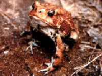 American Toad, photo courtesy of Southeastern Retiles & Amphibians