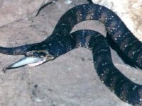 Water Snake, photo courtesy of Snakes of North America