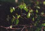 Green Alder Vegetation