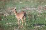 Herbivores:  White-tailed-doe