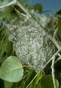 Bird Nest