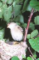 Flycatcher-willow