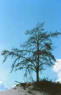Jack Pine Tree