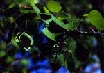 Close Up of Poplar tree leaves