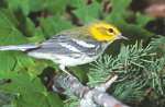 Black-throathed Warbler