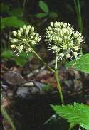 Wild Sarsaparilla