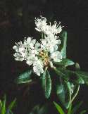 Labrador Tea Flower