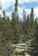 Lodgepole Pine and Black Spruce Trees