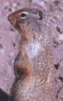 Richardson's Ground Squirrel