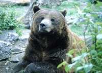 Grizzly Bear in the Calgary Zoo