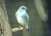 Mountain Bluebird